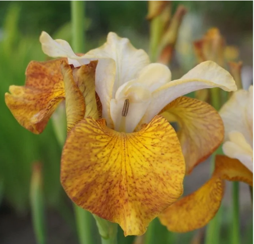 Ирис Сибирский "Пикок Батерфляй Джинжер Твист" Iris Sibirica "Peacock Butterfly Ginger Twist" С2/3