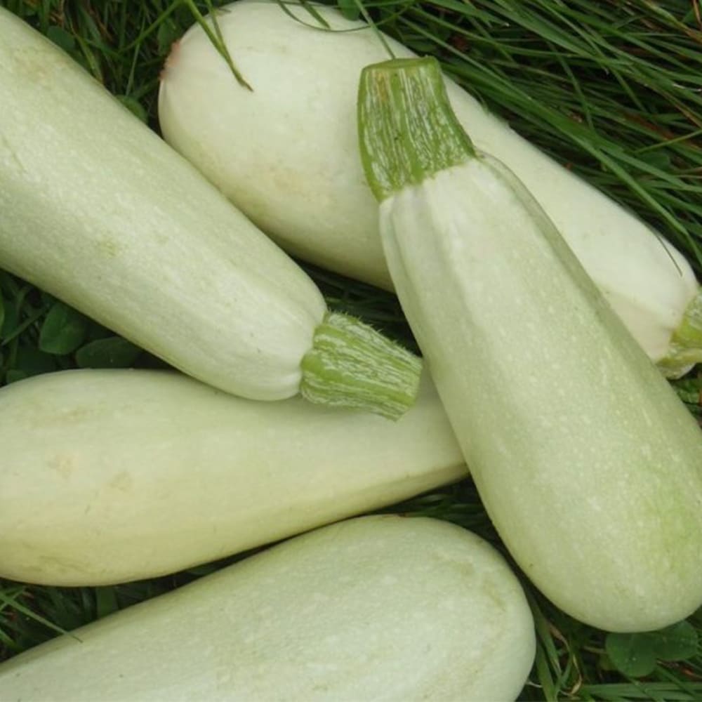 Кабачок «Белогор» Cucurbita pepo var. giromontina "Belogor"