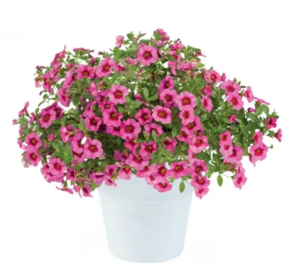 Калибрахоа "Айконик Пинк" Calibrachoa "Eyeconic Pink"