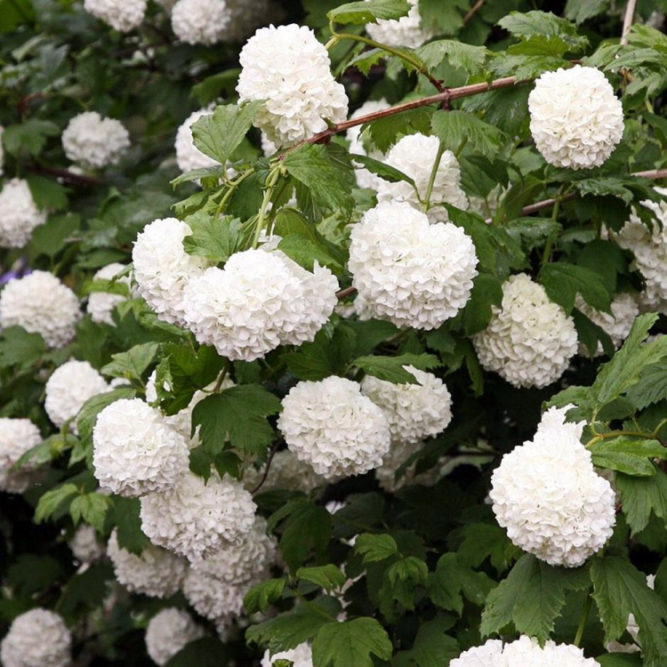 Калина обыкновенная "Буль де Неж" Viburnum opulus "Boule de Neige"