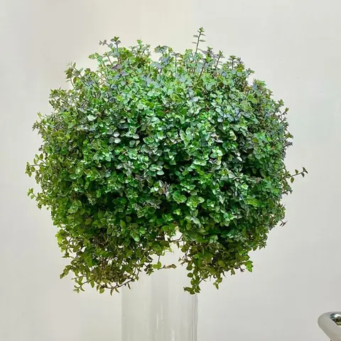 Каллизия ползучая Callisia repens Кашпо 4л