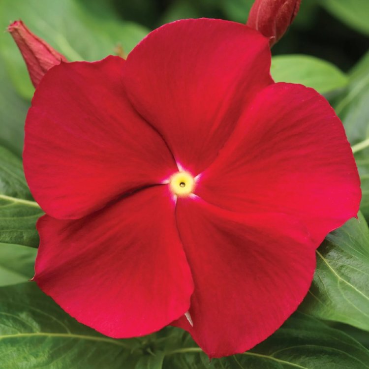 Катарантус "Пацифика Икс Пи Рилли Ред" Catharanthus roseus "Pacifica XP Really Red" Кашпо 4л