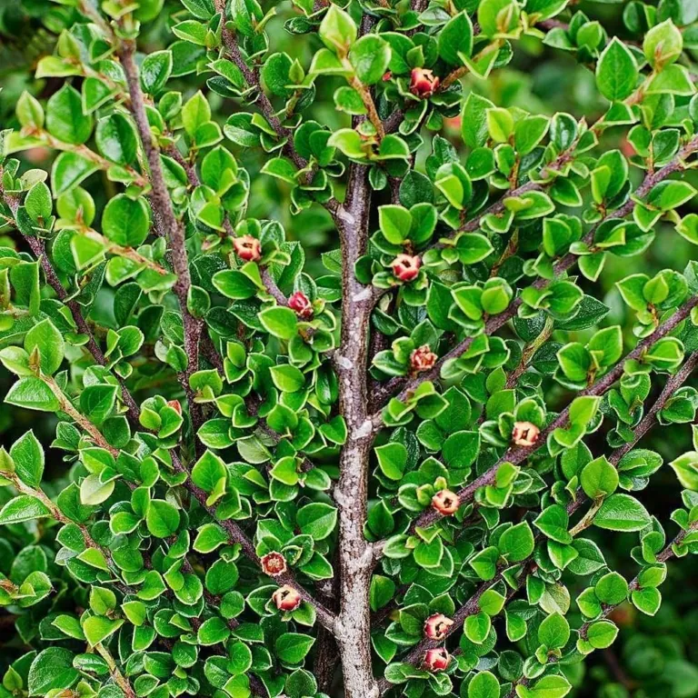 Кизильник блестящий Cotoneaster lucidus