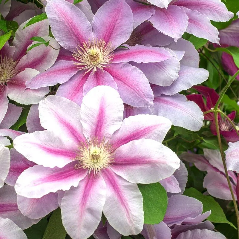 Клематис "Биз Джубили" Clematis "Bees Jubilee"