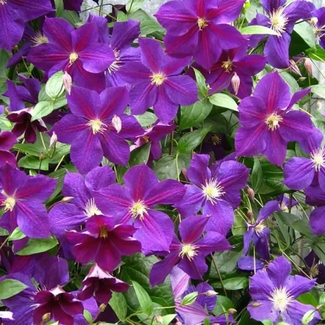 Клематис "Стар оф Индия" Clematis "Star of India"