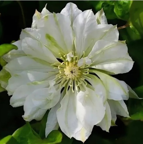 Клематис "Юкиокоши" Clematis "Yukiokoshi" С2/3