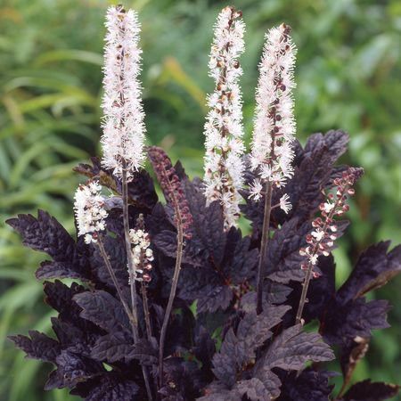 Клопогон кистевидный "Шокоголик" Actaea simplex "Chocoholic" С2/3