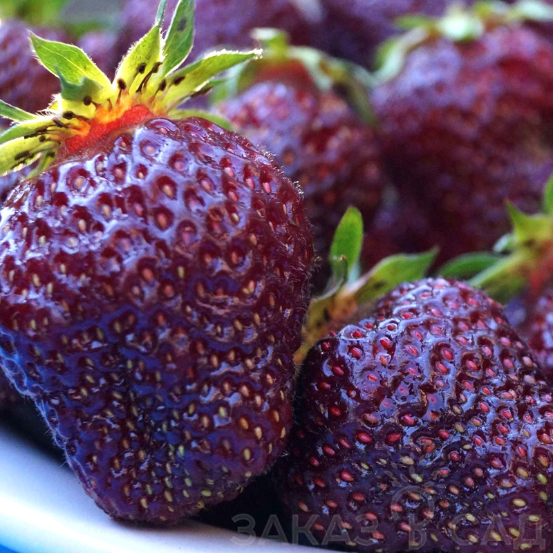 Клубника "Черный Принц" Fragaria ananassa "Black Prince" Р9