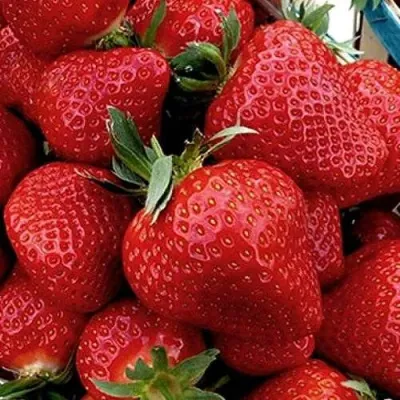 Клубника "Клери" Fragaria ananassa "Clery"