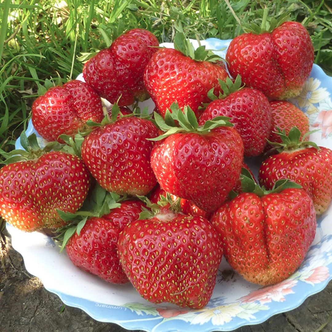Клубника "Лорд" Fragaria ananassa "Lord"