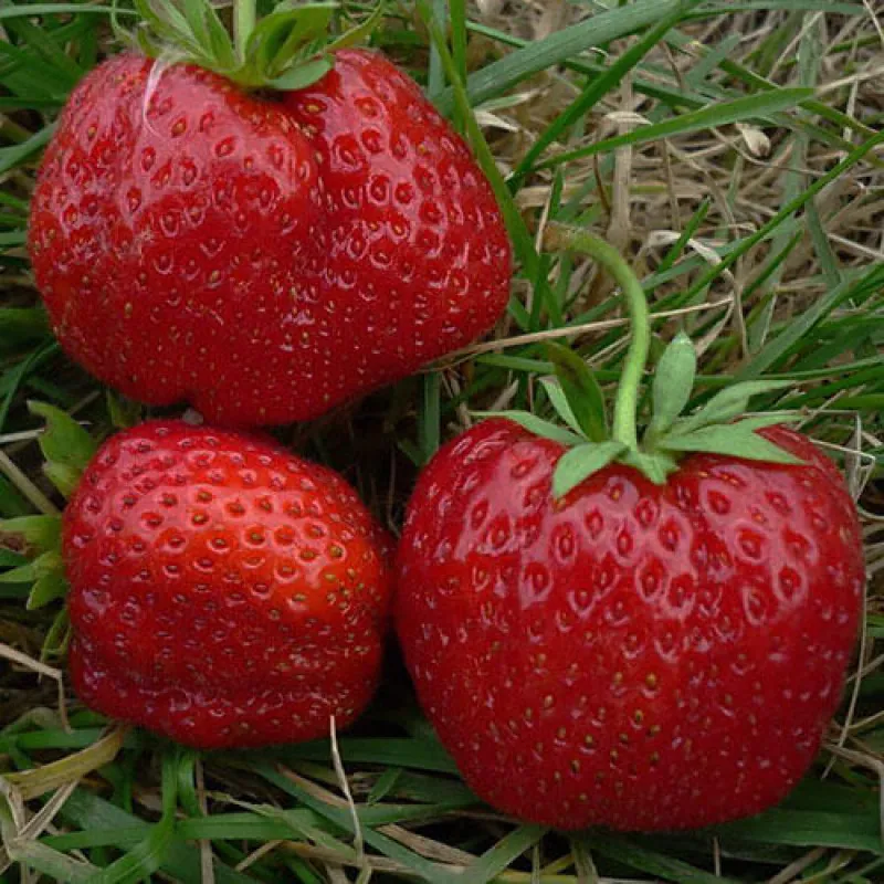 Клубника "Машенька" Fragaria ananassa "Mashenka"