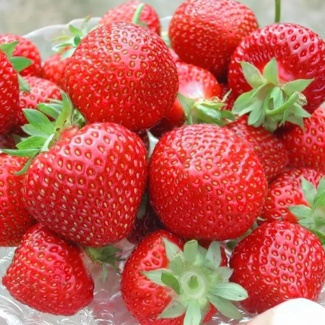 Клубника ремонтантная "Мурано" Fragaria ananassa "Murano"