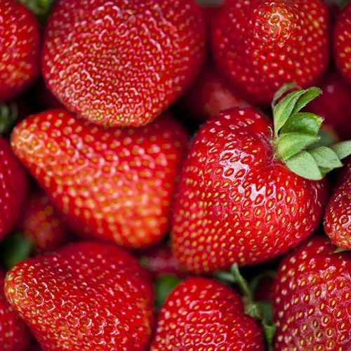 Клубника ремонтантная "Сельва" Fragaria ananassa "Selva"
