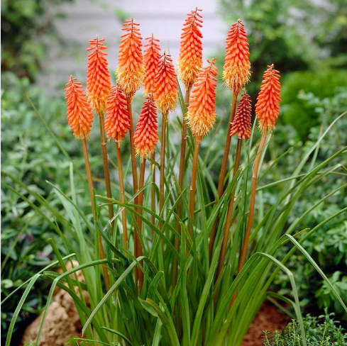Книфофия гибридная "Альказар" Kniphofia hybrid "Alcazar" С2/3