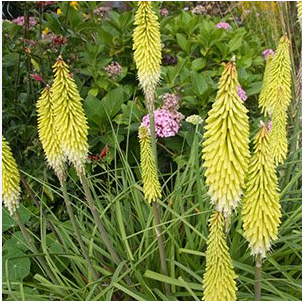 Книфофия гибридная "Биз Лемон" Kniphofia hybrid "Bees Lemon" С2/3