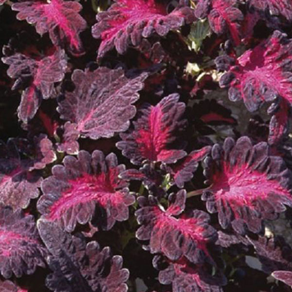 Колеус "Блэк Дракон" Coleus "Black Dragon"