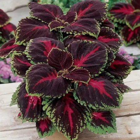 Колеус "Конг Ред" Coleus "Kong Red"