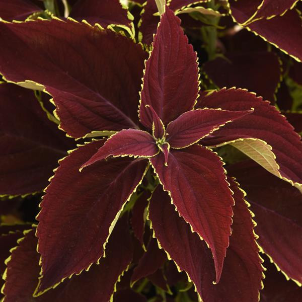 Колеус Премиум "Сан Руби Харт" Coleus Premium "Sun Ruby Heart" Р9