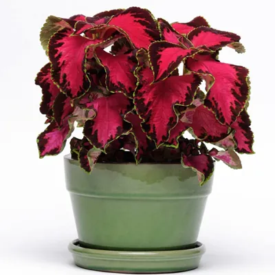 Колеус Премиум "Сан Шоколад Коверед Черри" Coleus Premium "Sun Chocolate Covered Cherry"