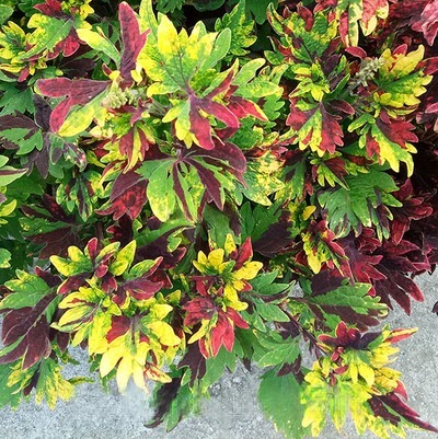 Колеус "Твист энд Твирл" Coleus "Twist and Twirl" Р9