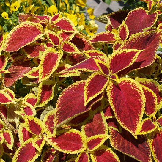 Колеус "Визард Скарлет" Coleus "Wizard Scarlet"