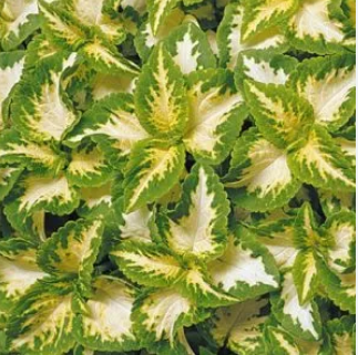 Колеус "Визард Жаде" Coleus "Wizard Jade"