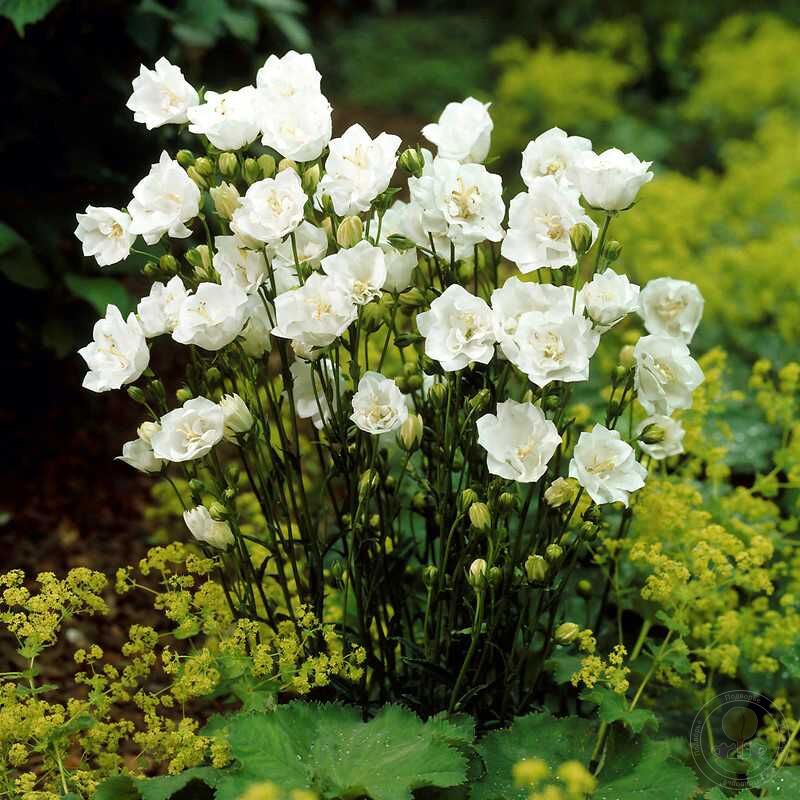 Колокольчик персиколистный "Ла Белло" Campanula persicifolia "La Bellо" С2/3