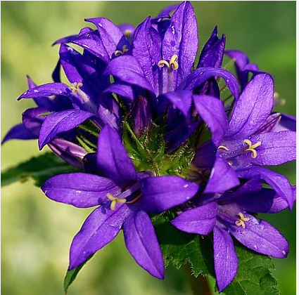 Колокольчик скученный "Суперба" Campanula glomerata "Superba" С2/3