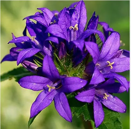 Колокольчик скученный "Суперба" Campanula glomerata "Superba"