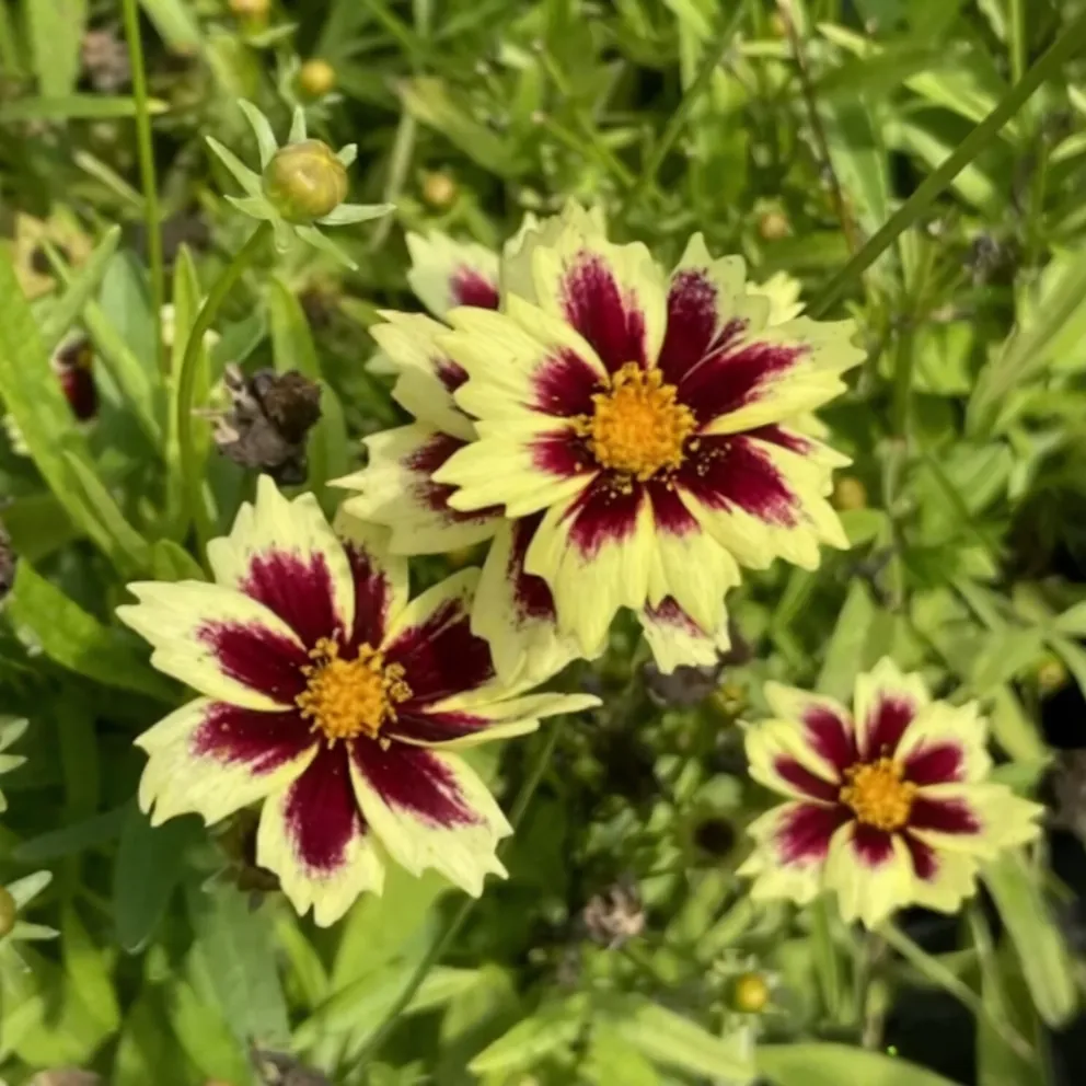 Кореопсис крупноцветковый "Солар Фенси" Coreopsis grandiflora "Solar Fancy"