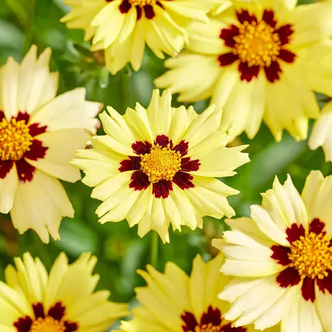 Кореопсис крупноцветковый "Солар Мун" Coreopsis grandiflora "Solar Moon" С2/3