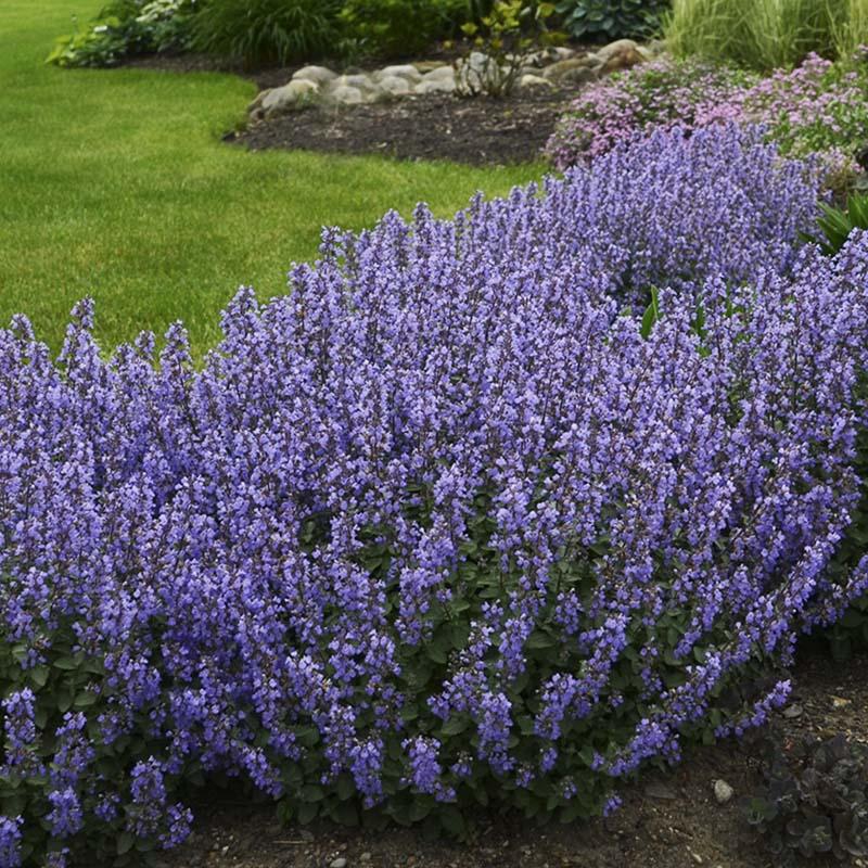 Котовник Фассена "Джуниор Уолкер" Nepeta faassenii "Junior Walker" С2/3