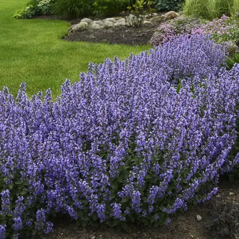Котовник Фассена "Джуниор Уолкер" Nepeta faassenii "Junior Walker" С2/3