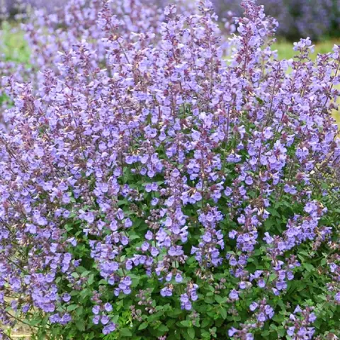 Котовник Фассена "Киттен Эраунд" Nepeta faassenii "Kitten Around" С2/3