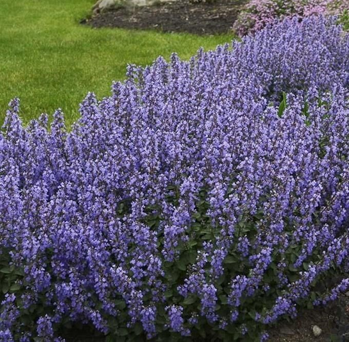 Котовник Фассена "Пёршн Блю" Nepeta Fasseni "Purrsian Blue" С2/3