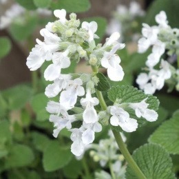 Котовник кистевидный "Альба" Nepeta racemosa "Alba" Р9