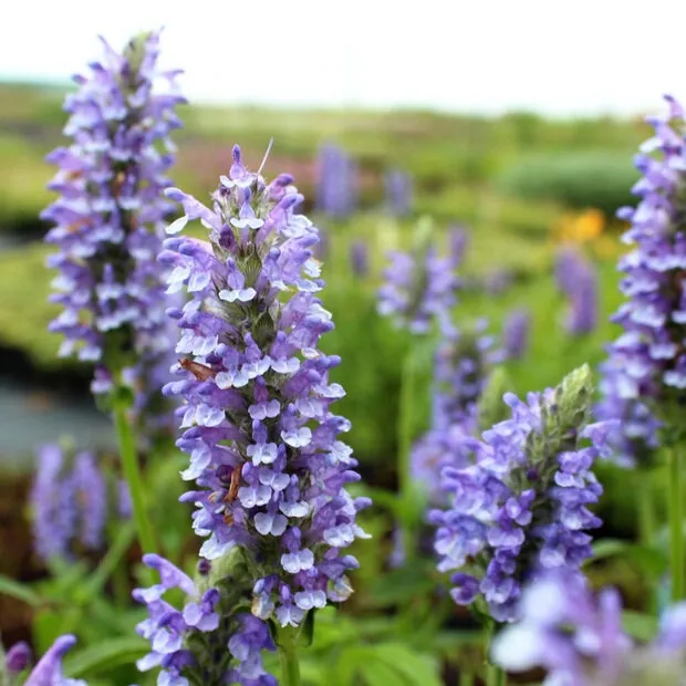 Котовник жильчатый "Блю Мун" Nepeta nervosa "Blue Moon"