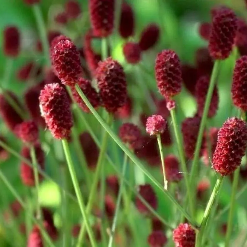 Кровохлебка лекарственная "Танна" Sanguisorba officinalis "Tanna"