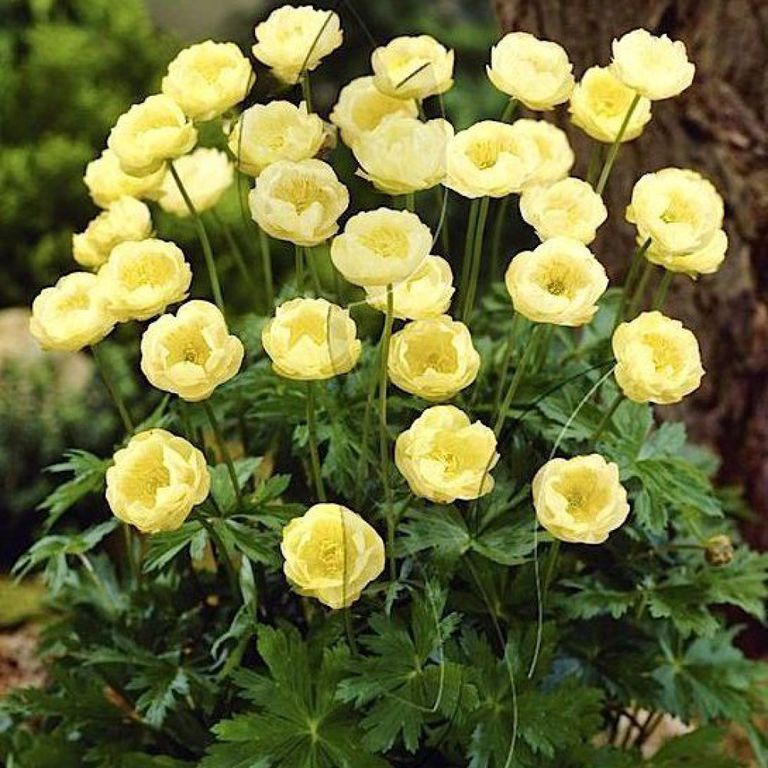 Купальница "Нью Мун" Trollius cultorum "New Moon" С2/3