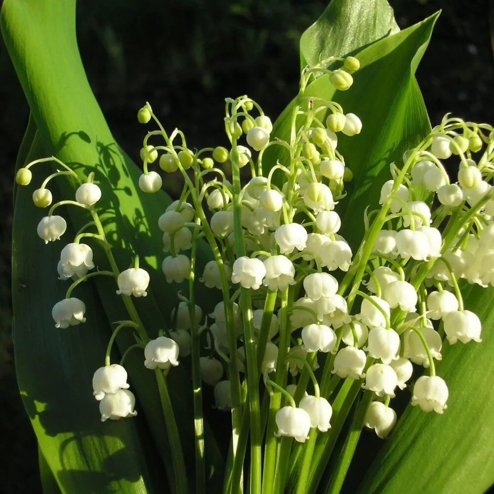 Ландыш майский Convallaria majalis