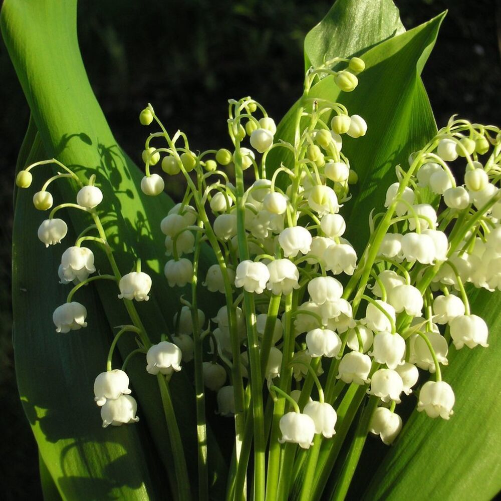 Ландыш майский Convallaria majalis С2/3
