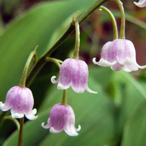 Ландыш майский "Розеа" Convallaria majalis "Rosea"