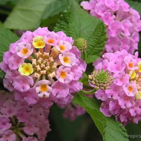 Лантана камара «Джем Компакт Роуз Кварц» Lantana camara "Gem Compact Rose Quartz"