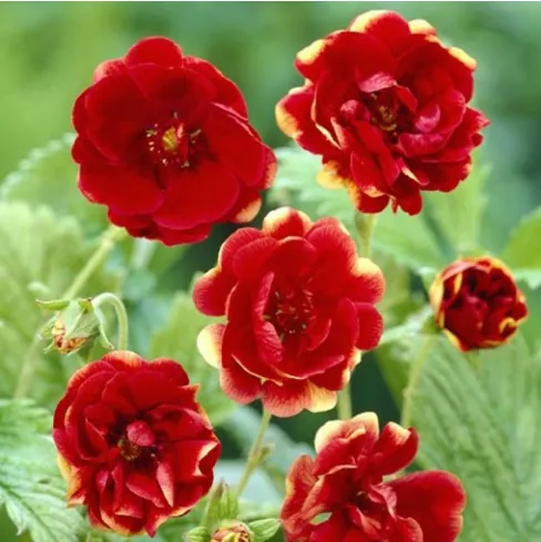 Лапчатка гибридная «Арк-ан-Сиэль» Potentilla hybrida "Arc-en-Ciel"