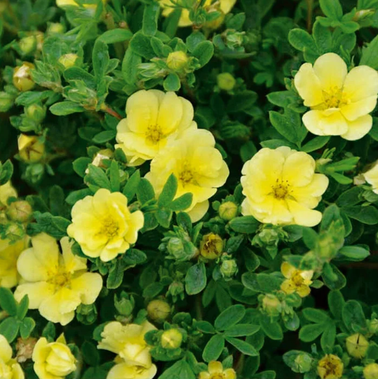 Лапчатка кустарниковая "Элизабет" Potentila fruticosa "Elizabeth"