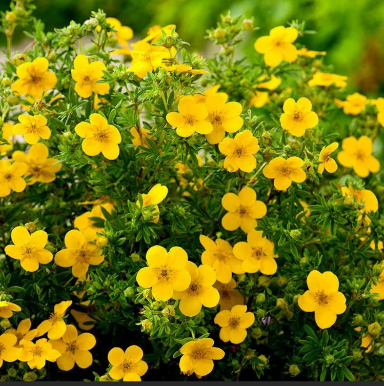 Лапчатка кустарниковая "Голдфингер" Potentila fruticosa "Goldfinger"