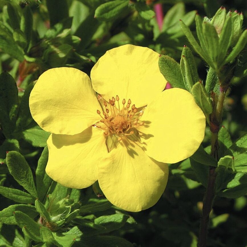 Лапчатка кустарниковая "Голдстар" Potentilla fruticosa "Goldstar'
