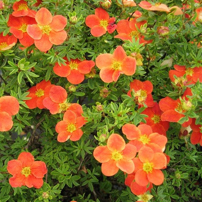 Лапчатка кустарниковая "Хоплейс Оранж" Potentilla fruticosa "Hopleys Orange"