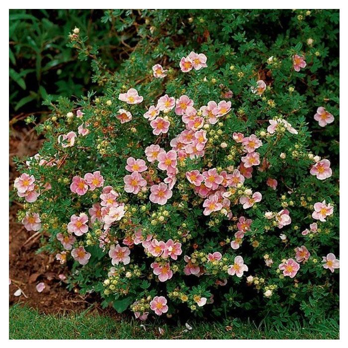 Лапчатка кустарниковая "Лавли Пинк" Potentilla fruticosa "Lovely Pink"