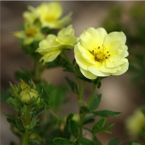 Лапчатка кустарниковая "Лемон Меринг" Potentilla fruticosa "Lemon Meringue"